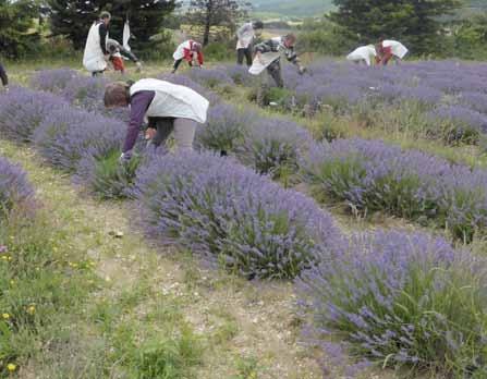 Het Festival van de smaak - proeven van olijfolie en wijn, workshops met lavendel en jam, een speciale kleurige "Provence" avond in het restaurant, met streek gerechten... In de week van 29/6 t/m 4/7.
