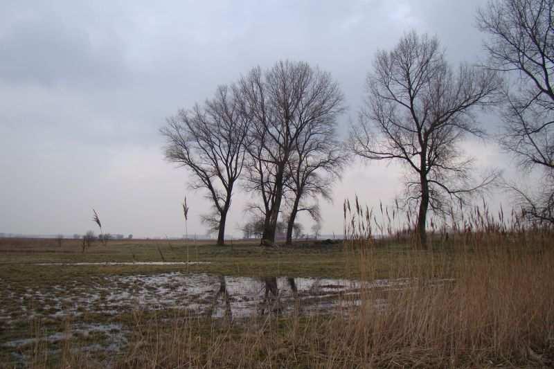 Nr Soort 2010 2011 2012 46 Spotvogel - 1 1 47 Spreeuw - 3 1 48 Sprinkhaanzanger 3 4 4 49 Tjiftjaf 5 7 5 50 Veldleeuwerik 1 2 1 51 Vink 1 1 1 52 Waterhoen 1 1 2 53 Waterral 2 - - 54 Wielewaal - 1-55