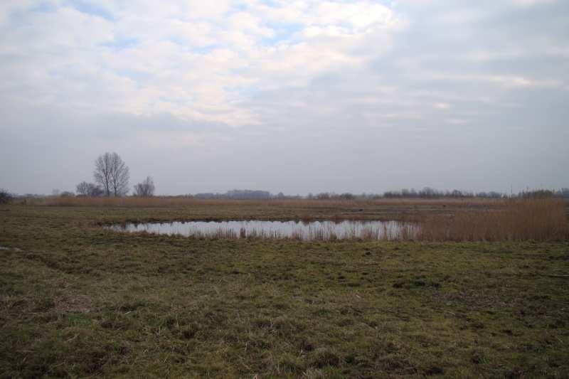 9. Conclusie Het gebied van Gat van Pinte is en blijft een interessant gebied voor met name de rietvogels.