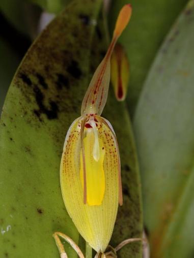 Verpotten.Restrepia kan ook op blok gekweekt worden. Let dan op de watergift.