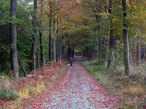 Daarom stelde het Agentschap voor Natuur en Bos een gebiedsvisie op. In deze visie is plaats voor zowel natuur als (foto: Marc Schoonackers) voor zachte recreatie. Hoe men dit concreet ziet?