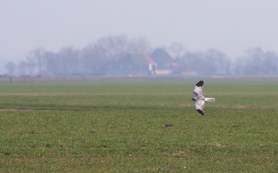 Mogelijk helpt braak de vogels door moeilijke tijden heen, zoals perioden met slecht weer of waarin niet wordt gemaaid.