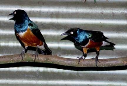 Met veel zorg zijn de verblijven zo natuurgetrouw mogelijk ingericht; hoofdzaak is dat de bijzondere, veelal zeer kleurrijke wilde duifjes en andere vogelsoorten zich zó happy voelen dat ze tot