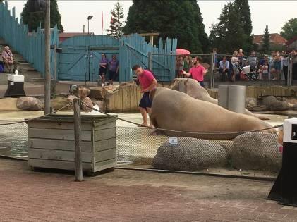 Lekker hoor. WOENSDAG waren we te gast in het Dolfinarium.