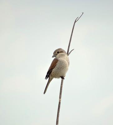 Bij de Tsikniarivier zat er ineens een Oostelijke Vale Spotvogel helemaal vrij vlak naast de auto. Na het ontbijt zijn we wezen wandelen in het Potamiadal.