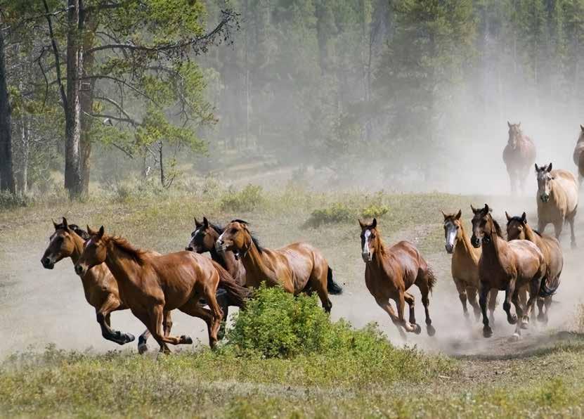 10 Western Bonanza San Francisco Reno Twin Falls Yellowstone Salt Lake City Moab Bryce Canyon Flagstaff Las Vegas 356 km 731 km 509 km 596 km 377 km 440 km 454 km 401 km 18 dagen 16 nachten vanuit