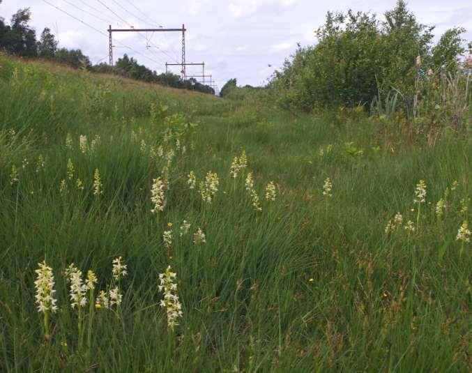 beheer door de gemeente Assen en deze spoorberm bij Pesse