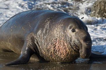 . Zuidafrikaanse zeeberen voeden zich voornamelijk met kleine, aan de oppervlakte van het water levende visjes, schaaldieren en inktvissen. Er zijn ongeveer 500.