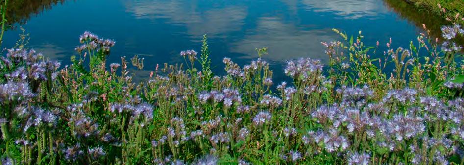 Natuurontwikkeling Ruimsloot bij Assen-Eleveld In het kader van het mega-project FlorijnAs werkt Assen o.a. aan het versterken van de natuurwaarden in en rond de stad.