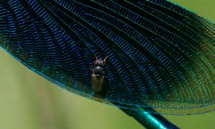 Blijkbaar fungeren de vleugels als dankbare landingsplekken? Weidebeekjuffer met prooi en klein tweevleugelig insect op zijn vleugel (Foto s: Jan Joost Mekkes).