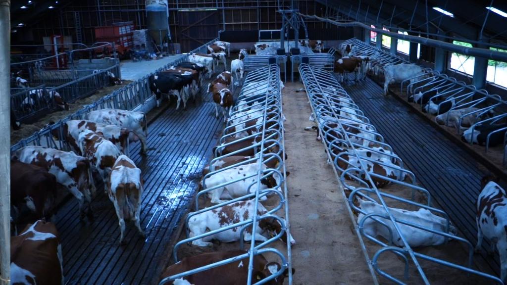 Jarenlang hebben ze een melkveebedrijf met circa 80 melkkoeien in Markelo gehad en heeft de familie er goede resultaten behaald, ondanks de beperkte omvang van het bedrijf en sub-optimale