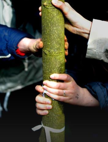 Nieuwe vormen van participatie Landelijke actie Boom in je Buurt.