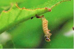 Op deze insecten vertoont daarom een duidelijk betere werking dan de meeste andere insecticiden zoals de pyrethroïden.