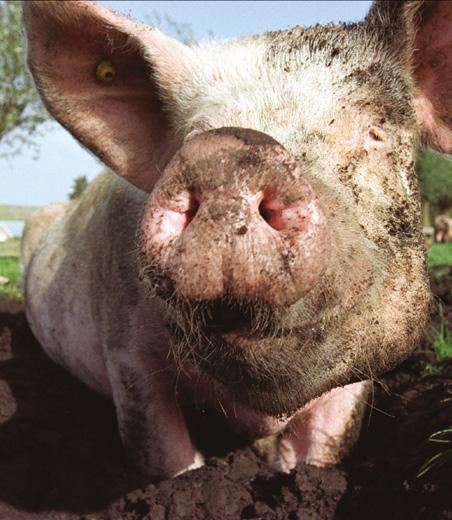 Interview Het EKO-keurmerk is de beste manier om ons hele verhaal in één keer te vertellen Bas Antonissen, biologische varkenshouder in Rucphen, werkt samen met: biologische slagerij De Groene Weg.