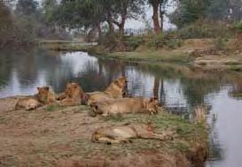 Nsefu sectie / South Luangwa Zikomo Bushcamp Zikomo Bushcamp is