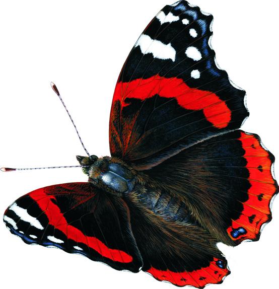 Vlinderverslag 2005 We kijken terug op het vierde jaar van ons 5-jarige vlinderproject. Het onderzoek verliep van t/m.
