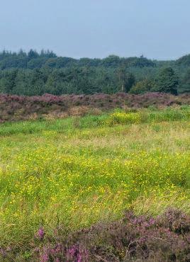 C heide. Ook hebben verschillende soorten hun zwaartepunt in verschillende successiestadia van de heideakkers. In actief beheerde heideakkers is de Wegmier het meest talrijk.