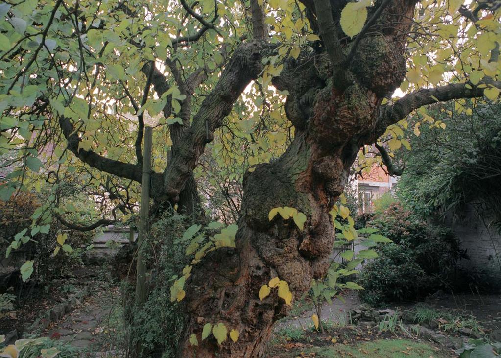 De kromme De tuin waarin deze boom staat is een echte haven van rust in een zeer dicht bevolkte en drukke wijk. Deze zwarte moerbei van een respectabele leeftijd is de dikste die bekend is in Brussel.