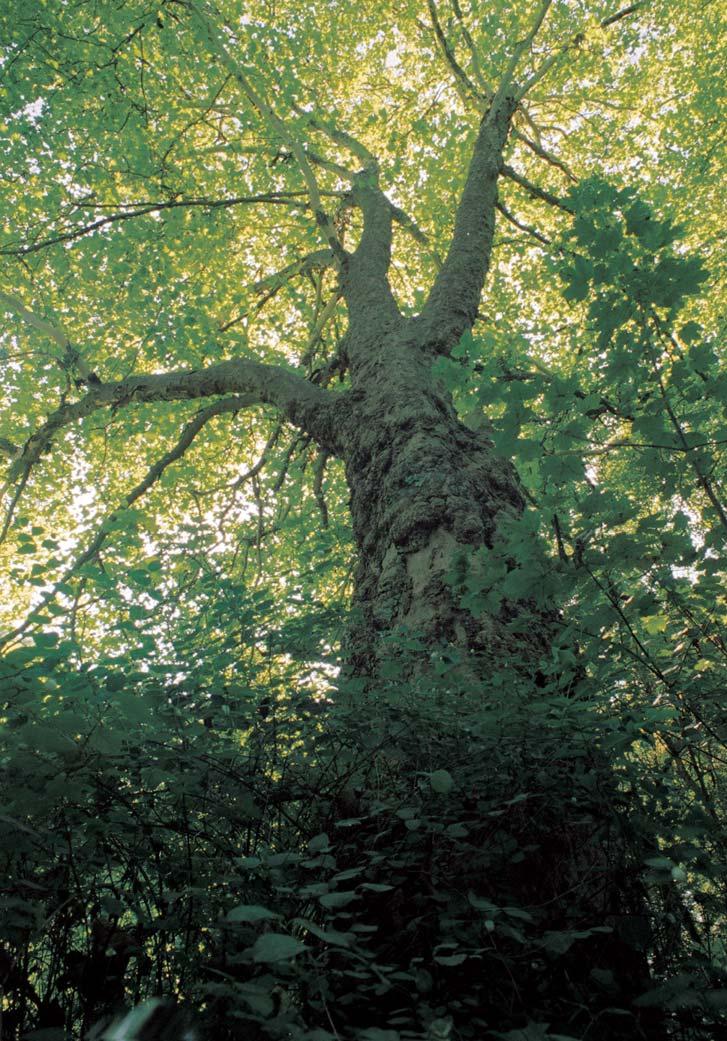 De mammoet Deze reuzensequoia is van alle soorten samen de grootste boom van het Gewest.