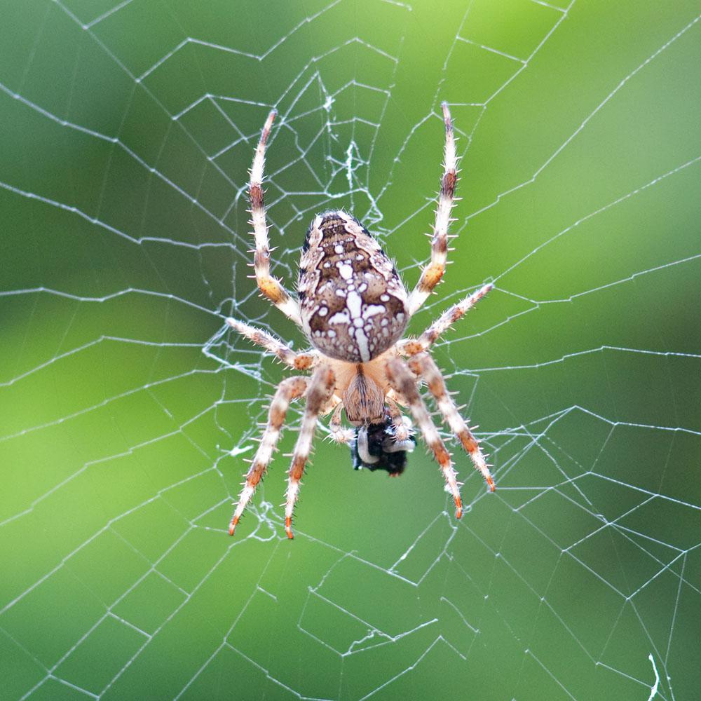 Afgelopen zomer nam ik op 7 augustus iets vergelijkbaars waar, zij het dat de predator nu de kruisspin was (figuur ). Deze keer kon ik het op mijn gemak in eigen tuin in Amstelveen bekijken.