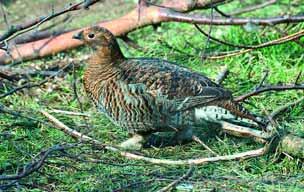 Soort Soorten die toenemen in aantal Soorten die afnemen in aantal in Nederland in Nederland Vlinders gehakkelde aurelia veenbesparelmoervlinder kleine ijsvogelvlinder zilveren maan koninginnenpage