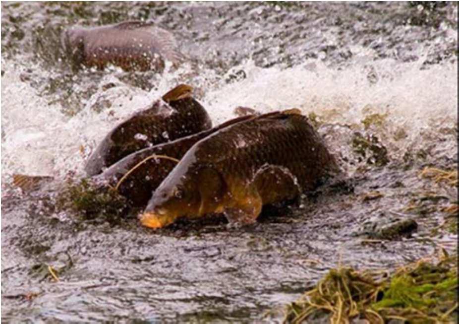 Conclusies Geen /lage recrutering in wateren met goede snoekstand Tot biomassa 100 kg/