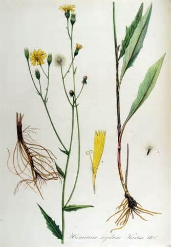 Bloemen: De bloemhoofdjes zitten in losse iets schermvormige pluimen. De hoofdjes zijn 1½ tot 2½ cm groot. De gele lintbloemen staan horizontaal af.