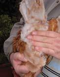 Kippen blijven in de winter gewoon doorleggen als met verlichting de daglengte tot 14 of 15 uur wordt opgevoerd.