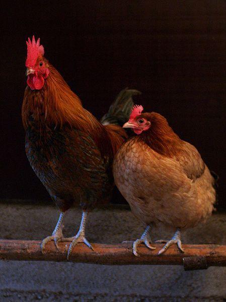 2.4. Voortplanting Hanen zien er anders uit dan hennen en ze gedragen zich ook anders. Een vrouwelijke kip legt eieren. In het ei gebeuren een aantal dingen, zodat er later een kuiken uit kan komen.