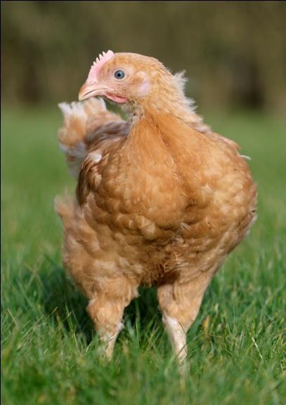 Voor het leggen van eieren heeft een kip minstens 13 tot 14 uur daglicht nodig. De kip legt haar eieren niet zomaar ergens. Ze kiest zorgvuldig een goed plekje uit.