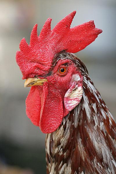 Dit pikgedrag komt vooral voor bij kippen die zich vervelen of met teveel bij elkaar in één hok zitten.