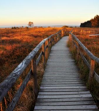 Aérodrome PROFIEL Veenheide, rozemarijnheide Panoramatoren van de venen van Malchamps Gemengd bos, beek en heide VOORBEREIDING VAN UW CIRCUIT Verlaat de bewegwijzerde paden niet om de venen te