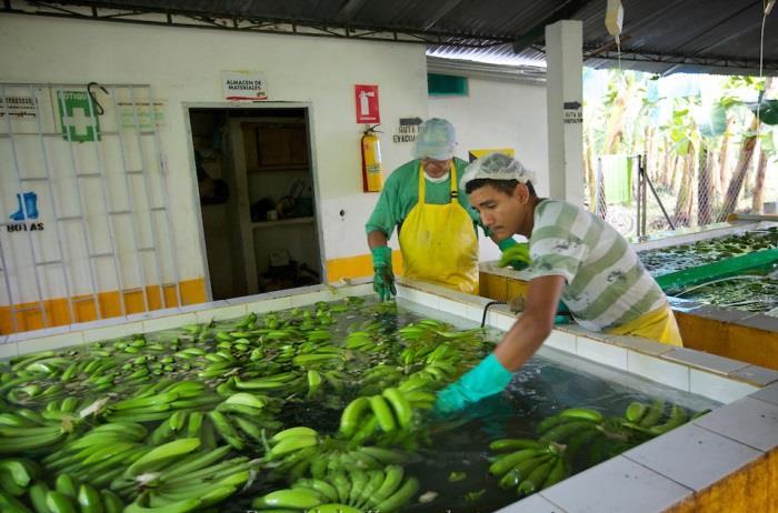 Toets Plantagelandbouw in Latijns-Amerika /15 Naam: Klas: Datum: 1. Benoem de activiteit van het productieproces per foto. ( /2) 2. Zet de foto s in de juiste volgorde. ( /1) A.