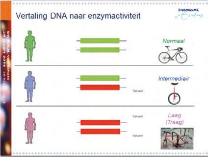 De ultrasnelle metaboliseerders is een groep die niet direct verklaard kon worden uit de één of twee kopieën.