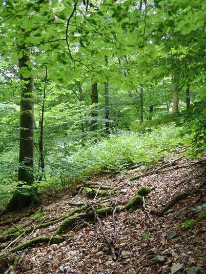 Ecologische grondstof U kiest voor een houten vloerbedekking en doet dit wellicht omwille van de uitstraling, het warme aanvoelen en uw persoonlijke voorkeur.