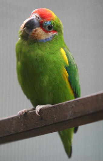 Nadat de kuikens uitgekomen zijn wordt het standaard dieet aangevuld met een puree gemaakt van 3 delen Versele Laga NutriBird A21 en 1 deel Versele Laga Orlux Lori.