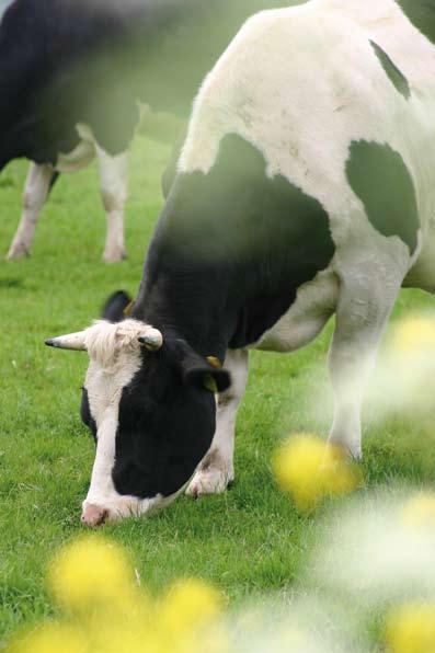 Op honderden boerderijen in Nederland maakt men nog steeds Boerenkaas! En dan bedoelen we de Echte Boerenkaas met de EU-erkenning Boerenkaas als Gegarandeerde Traditionele Specialiteit (GTS).