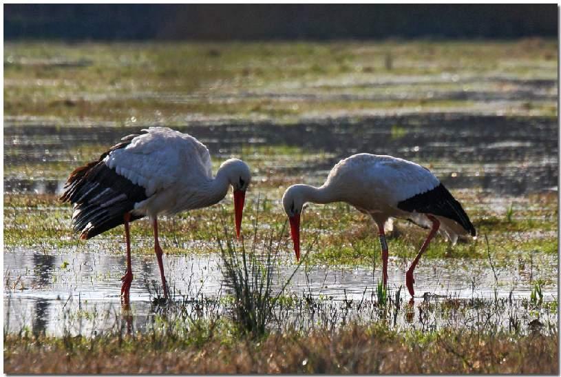 Empordà, Een vogelparadijs van vooral watervogels en ook