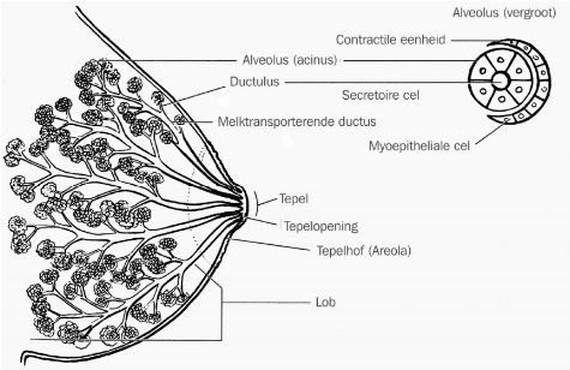 Richtlijn Borstvoeding (2015, multidisciplinair) 1. Anatomie en fysiologie Ontwikkeling van de borst De borsten ontwikkelen zich op de 'primitieve melklijsten' rond de 16e week na de bevruchting.