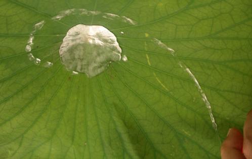 Het is een plant die wel 5,5 meter lang kan worden, dit hangt af van de diepte van het water boven de modder waar de plant in groeit.