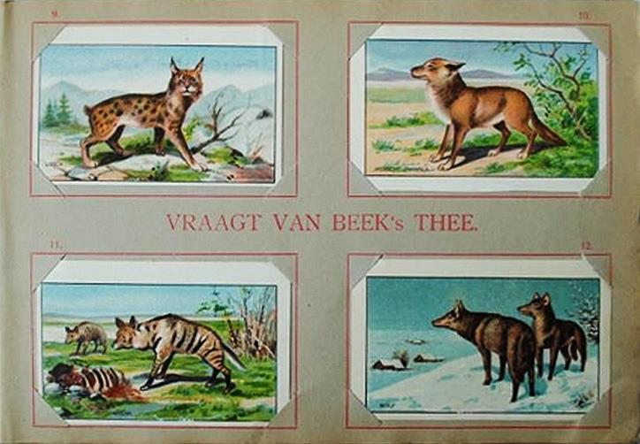 BEEK01 Serie Artis Serie Artis, 48 chromo s aangeboden door de Firma C. van Beek Meerkerk, Koffie en Theehandel, Koloniale waren. (circa 1910) 12 bladen met 48 chromo s om in steken.