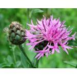 Zaden - Meerjarige Planten 10/38 Centaurea scabiosa GROOT CENTAURIE (Engels: Greater Knapweed) Een zeer zeldzame wilde plant in Nederland, één van de grootste paarsrode korenbloemen.