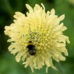 580490 40 zaden 2,95 Cephalaria gigantea REUZENSCABIOSA Zo gemakkelijk te telen en toch zo onbekend. De grote Scabiosa-achtige bloemen zijn citroengeel en staan op 2m lange stelen!