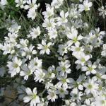 580500 voor 10 planten (0,5 g) 3,95 Cerastium tomentosum AKKERHOORNBLOEM (Engels: Snow in Summer) Laag kruipende plant met grijsviltig blad en witte bloemetjes. Hoogte 25 cm.