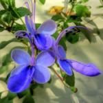 Daarom het eerste jaar heel leuk voor de hanging basket. 581900 50 zaden 2,50 Clematis integrifolia BLAUWE BOSRANK Een meerjarige klimmer uit zaad, dat zie je niet vaak!