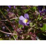 De licht tot donkerroze of roodpaarse bloemen gaan vergezeld van rond blad, die in kleur varieert van egaal diepgroen tot grijsgevlekt.