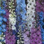 Zaden - Meerjarige Planten 13/38 Delphinium hybride 'Magic Fountains Blue' RIDDERSPOOR Goede selectie met volle trossen bloemen in alle voorkomende kleuren. Hoogte 75-100 cm.