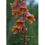 585240 voor 250 planten (0,25 g) 1,95 Digitalis x mertonensis VINGERHOEDSKRUID (Engels: Foxglove) Een vrij lage hybride (75 cm hoog), die zuiver uit zaad verschijnt.