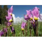 Zaden - Meerjarige Planten 16/38 Dodecatheon jeffreyi TWAALFGODENKRUID (Engels: Shooting Stars, American Cowslips) Als je de bloemen van deze grappige plant ziet begrijp je de verwantschap met de