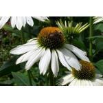 .. 586068 ± 20 zaden 2,95 Echinacea purpurea 'Bravado' ZONNEHOED (Engels: Cone Flower) De variëteitsnaam verraadt al dat het hier om een grote verschijning gaat: de rozerode bloemen zijn groot en het